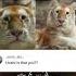 3 Year Old Golden Tiger Ava Goes Viral