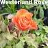 Westerland Rose From Heirloom Roses