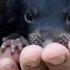 Tasmanian Devil Twins Born At Australia Animal Park Shorts