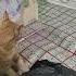 Кошка И Молодой Котенок
