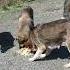 Help Hungry Dogs With Food Dog Rescue