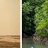 How To Plant A Mangrove Forest And Why It Is Important Mangrove Of Casamance Senegal West Africa