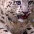 Zaya And Attan Discover Their Enclosure For The First Time Snowleopard Cubs