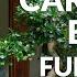 Carmona Bonsai Care Fukien Tea