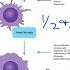 New How Immunoexcitotoxicity Microglia Cause Brain Damage