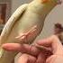 If You Are Happy And You Know It Biu Biu Cockatielscraze Birdsinging Cutepets