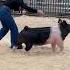 Pig Struts At Texas Agriculture Show