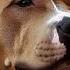 Dog Bark Sound Effect American Pitbull Terrier
