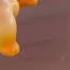 LPS Wasteland Mv