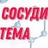 Лекция 5 Сердечно сосудистая система