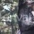 Влад Порфиров ОДИНОКИЙ ВОЛК Студия Кот Автор Видео Ващилов Николай
