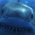 Great White Shark Attack On Camera Video Scary