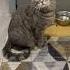 Кот моей сестры поздравляет меня с днем рождения кот барон Cat