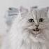 Cute Cat Sound Meow Shorts Cat Meow