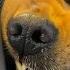 Dog Insists On Saying Hi To Everyone On His Train Rides The Dodo