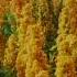 Quinoa Ancient Nutrient Rich Its Domestication By The Peoples Of America 3 000 And 5 000 Years BCE