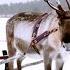 Magical Finland Sleigh Ride Reindeer Family And Me BBC Earth