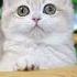 Cute Cat Reels Viralvideo Please Like Share And Subscribe My Channel