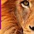 Top 10 Lions Roaring Spectacular Lion Roaring VIDEO And Song Lions Roaring