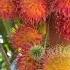 HOW LONG DOES IT TAKE TO GROW A RAMBUTAN TREE Fruits Shorts Benrickremedies