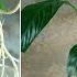 How To Grow Peace Lily In Water For Beginners Jonh Ideas