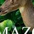 Amazon Jungle 8K ULTRA HD Wild Animals Of Rainforest Relaxation Film