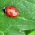 Ladybug Classical Music Quiet Music Relaxing Music Mental Music Owner S Music