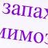 Медиа праздник к Международному женскому дню 8 марта Праздник с запахом мимозы