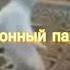 Мой сонный паралич