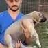 Kangal Dog Transformation Shorts