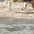 DuGu The Doggo Beagle Dog Funny Trending Shorts Youtubeshorts Youtube