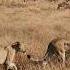 WILD SERENGETI Battle For Survival In Predator Territory Animal Documentary