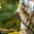 Plannet Animals 8K ULTRA HD Wild Animals Of Rainforest With Calming Music