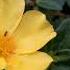 Beautiful Relaxing Music Peaceful Soothing Instrumental Music Nature Reflections By Tim Janis