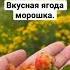 Красивая летняя тундра арктика крайнийсевер голубика