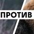 Волк против медведя Документальный фильм HD РУССКИЙ ПЕРЕВОД Nat Geo Wild