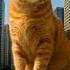 Kucing Raksasa Lucu Shorts Cat Kucing
