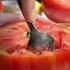 Delicious Stuffed Tomatoes Recipe Burst Of Flavors