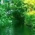 Green River In The Sunny Forest Singing Birds And The Sound Of Water Calm Sounds Of Nature