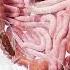 Understanding Constipation A Closer Look At The Colon Anatomy
