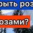 Не успели укрыть розы Что будет с розами Польза осенних заморозков для роз