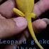 Albino Leopard Gecko Severed Legs And Arms 2