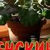 РОЖДЕСТВЕНСКИЙ РАССКАЗ Виктория Токарева Аудиокнига Читает Марина Кочнева