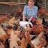 Chicken Breeding Farmers Bring Chickens To The Market To Sell Poorly Episode 143