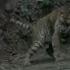 The Walking Dead Tiger Vs Zombies