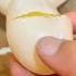 How To Hatch A Broken Pet Duck Egg Animals Cute Duck Lovestory Duckegg Rescue