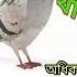 কব তরক ক ক খ ব র খ ওয ব ন অধ ক ড ম ব চ চ প ত কব তর র স ষম খ ব র Pigeon Food Animals BD