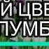 БЕЛЫЙ ЦВЕТНИК КЛУМБА из МНОГОЛЕТНИКОВ ЛУЧШИЕ РАСТЕНИЯ для БЕЛЫХ ЦВЕТНИКОВ