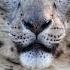 Snow Leopard Stare Down With Yarko Snowleopard Bigcats Shorts