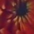 ODESZA Bloom